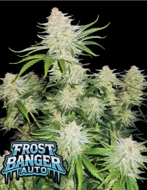Frostbanger Auto (5kpl)