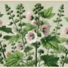 Marshmallow (Rohtosalkoruusu) 50g - Image 3