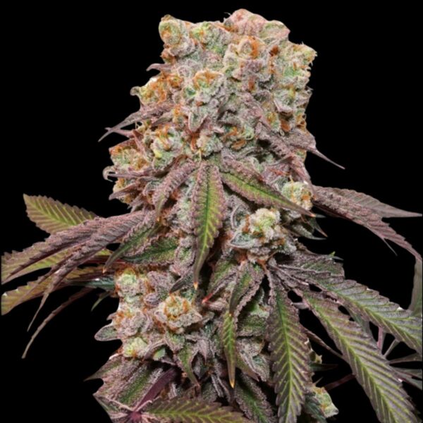 Dutch Passion - Auto Candy Bubatz XL (3kpl)