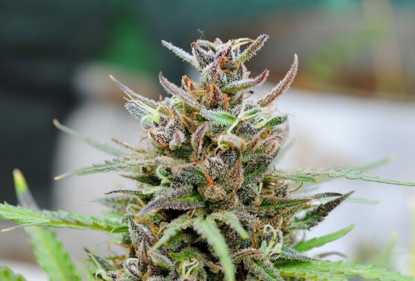 Kannabia - Baby Boom Auto (3+1kpl)