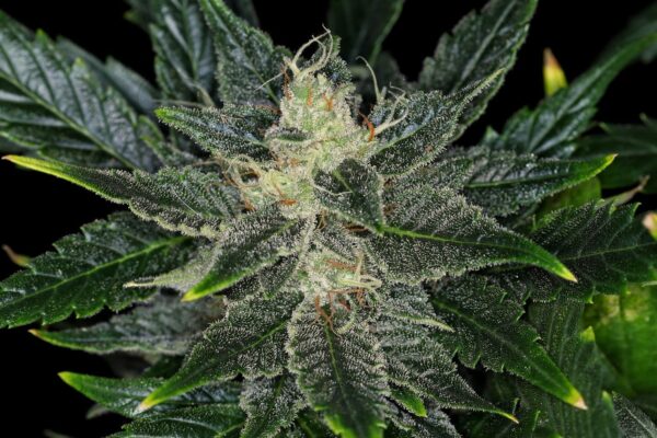 Kannabia - Gorilla King Auto (3+1kpl)