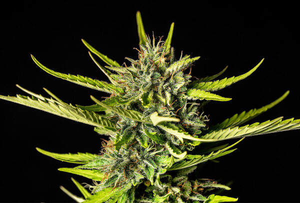 Kannabia - Strawberry Haze Auto (3+1kpl)