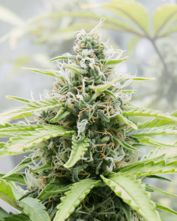 CBD 1:1 Auto SMLE (4kpl)