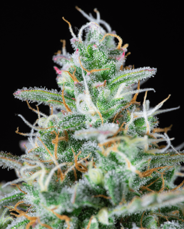 Critical 2.0 XL Auto (4kpl) - Image 2