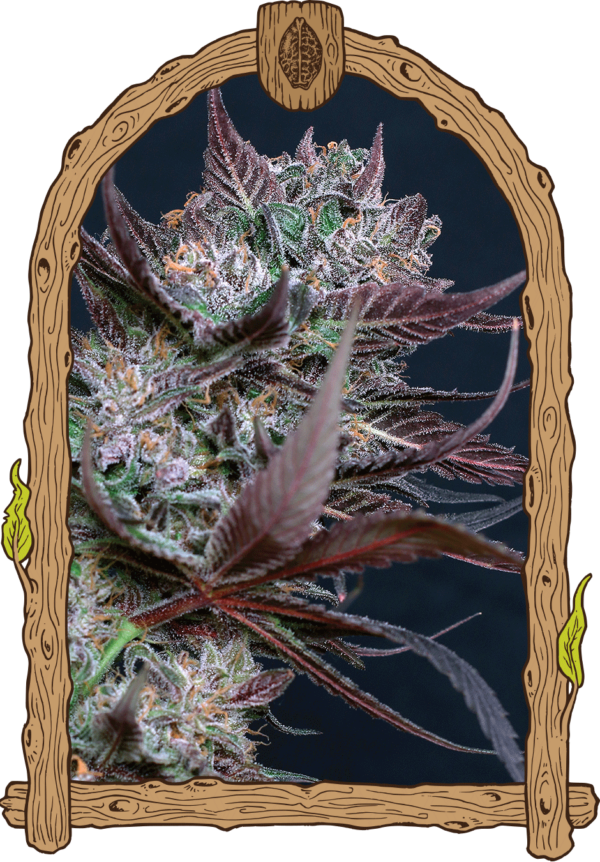 Exotic Seed - Black Lemon (3kpl)