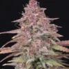 Strawberry Zkittlez Auto (4kpl)