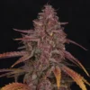 Strawberry Zkittlez Auto (4kpl) - Image 2