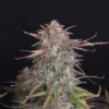 Banana Kush Auto (4kpl)