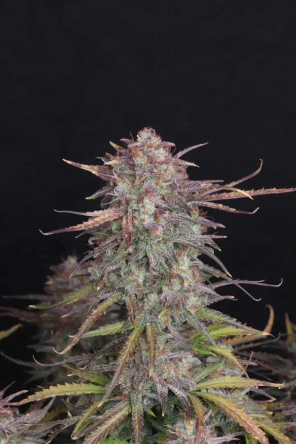 Banana Kush Auto (4kpl)