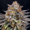 CandyGaz (1kpl)