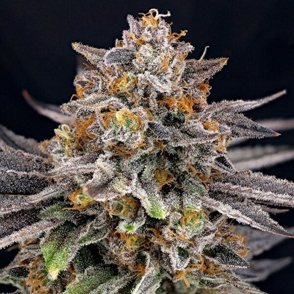 CandyGaz (1kpl)