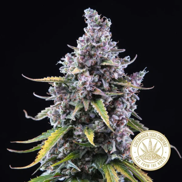 Critical 2.0 XL Auto (4kpl)