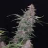 Lemon Cookies Auto (4kpl)
