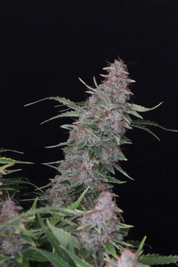 Lemon Cookies Auto (4kpl)