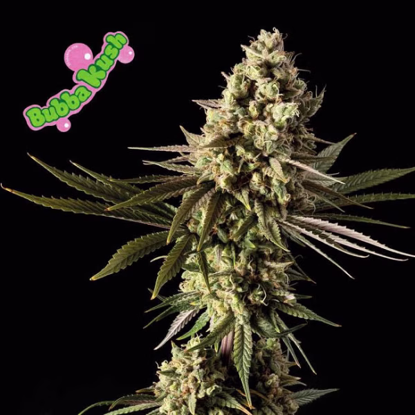 Bubba Kush (Pre-98) - (5kpl)