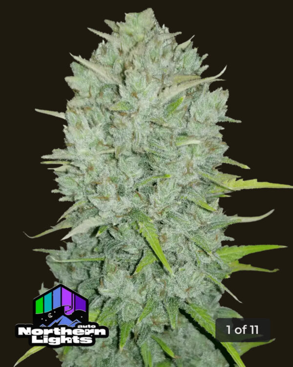 Original Northern Lights Auto (5kpl)
