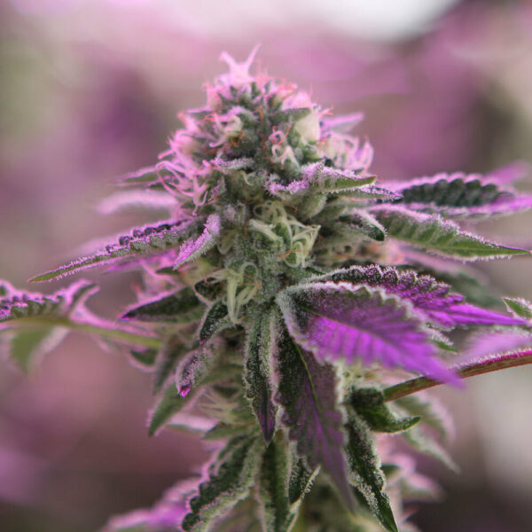 Barney´s Farm - RS11 x Banana OG (5kpl) - Image 2