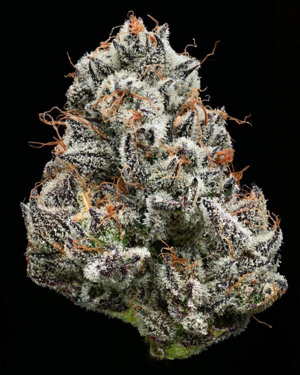 Barney´s Farm x Backpackboyz - Black Cherry Gushers (5kpl) - Image 3