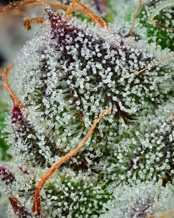Barney´s Farm x Backpackboyz - Black Cherry Gushers (5kpl) - Image 4