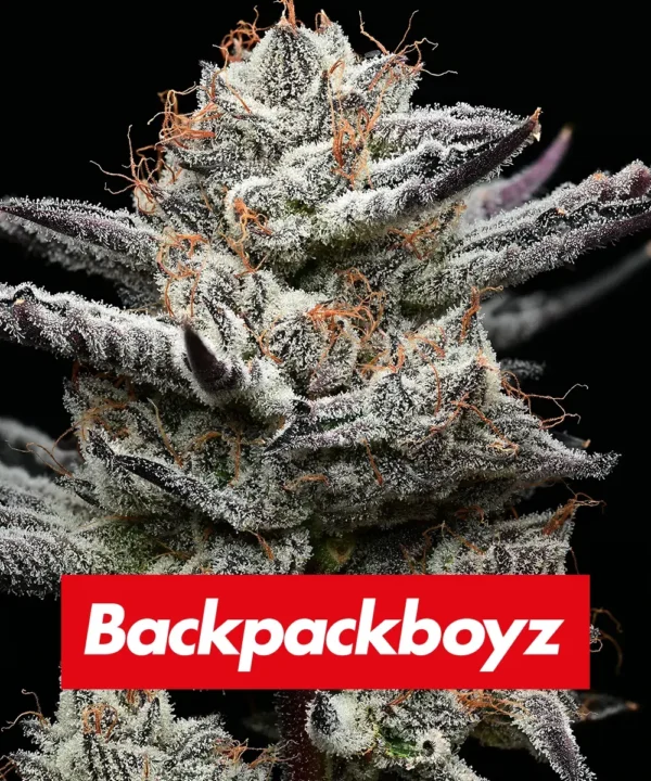Barney´s Farm x Backpackboyz - Black Cherry Gushers (5kpl) - Image 2