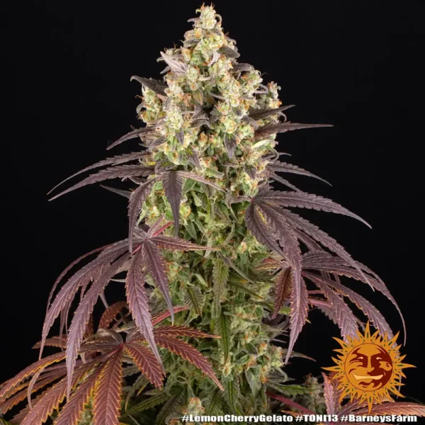 Barney´s Farm x Backpackboyz - Lemon Cherry Gelato (3kpl) - Image 2