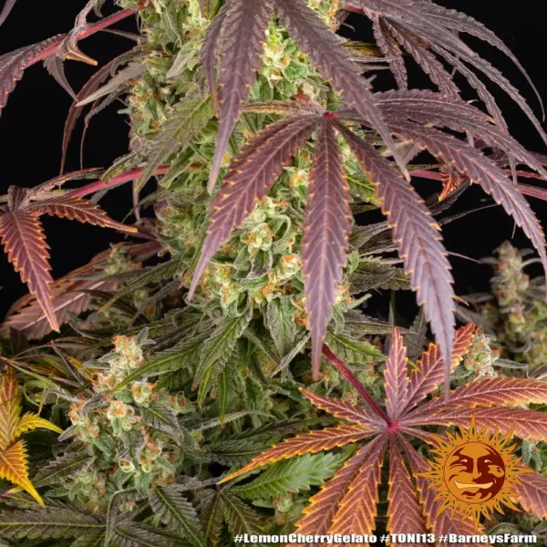 Barney´s Farm x Backpackboyz - Lemon Cherry Gelato (3kpl) - Image 3