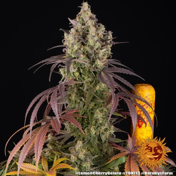 Barney´s Farm x Backpackboyz - Lemon Cherry Gelato (3kpl) - Image 4
